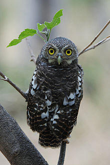 Glaucidium capense.jpg