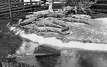 Picturesque Hot Springs Alligator Farm 1924.jpg