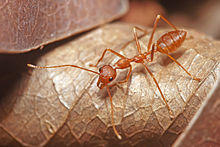 Red Weaver Ant, Oecophylla smaragdina.jpg
