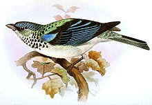 Tangara cabanisiIbis1868P003.jpg