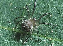 Wendilgarda.sp.female.-.tanikawa.jpg
