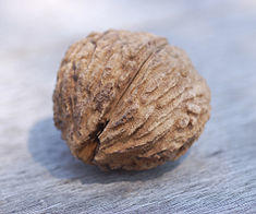 Black Walnut Juglans nigra Nut 2400px.jpg