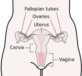 Scheme female reproductive system-en.svg