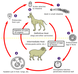 Echinococcus Life Cycle.svg