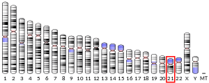 Chromosome 21 (human)