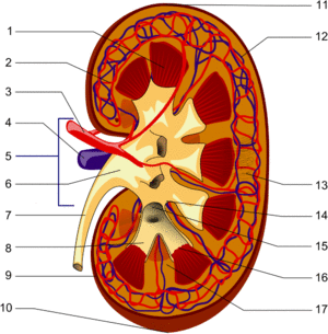 Kidney PioM.png