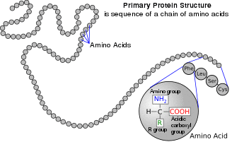 A protein depicted as a long unbranched string of linked circles each representing amino acids