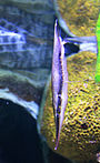 Aeoliscus strigatus Prague 2011 1.jpg