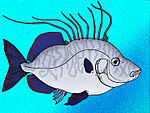 Nardovelifer altipinnis.jpg