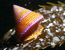 Calliostoma annulatum 1.jpg