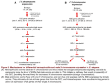 Dosage compensation in C. elegans.png