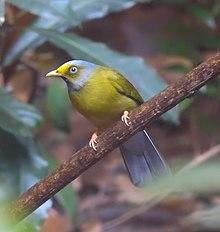 Grey-headed Bulbul.jpg