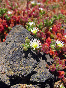 Mesambryanthemum nodiflorum.jpg