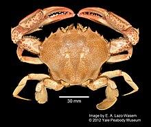 Ovalipes ocellatus (YPM IZ 030799).jpeg