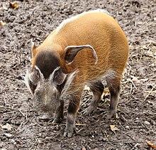 Pinselohrschwein Potamochoerus porcus Tierpark Hellabrunn-5.jpg