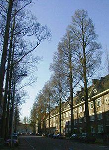 RN Ulmus minor Sarniensis (oud zuid amsterdam).JPG