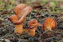 Roodbruine schijnridderzwammen (Lepista flaccida). 22-01-2021 (d.j.b.) 01.jpg