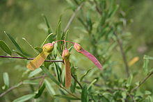Securidaca longipedunculata MS 1933.JPG