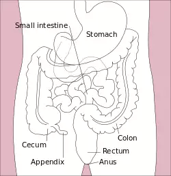 Stomach colon rectum diagram-en.svg