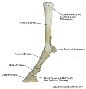 Equine-dist-forelimb-bones.png
