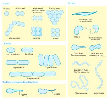 a diagram showing bacteria morphology