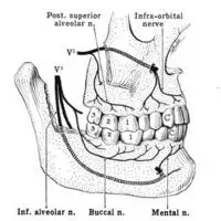 Nerves of the jaw