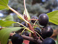 Rhamnus cathartica (8023754928).jpg