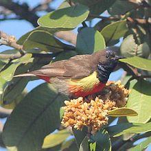Anthreptes anchietae, Cuchi, Birding Weto, a.jpg