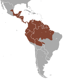 Black-eared Opossum area.png