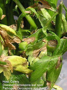 Cercospora apii.jpg
