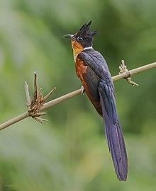 Chestnut-winged Cuckoo by Rejaul Karim.jpg