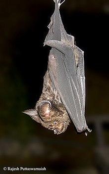 Great roundleaf bat (Hipposideros armiger).jpg