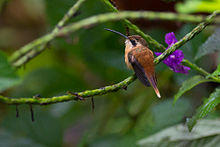 Reddish Hermit -.jpg