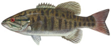 Smallmouth bass.png