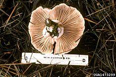 Hygrophorus purpurascens.jpg