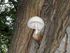 Volvariella bombycina.jpg