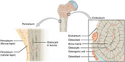 607 Periosteum and Endosteum.jpg