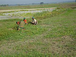 Skyline of Sirajdikhan, Bangladesh