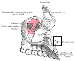 Spinanasalisanteriormaxillae.PNG