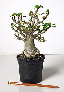 Adenium multiflorum Mombossa.jpg