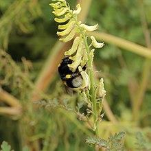 Corydalis chelidoniifolia-IMG 4188.jpg