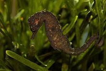 Hippocampus capensis.jpg