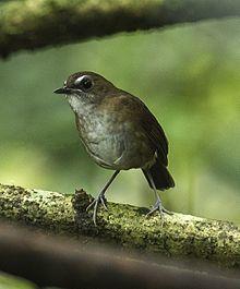 Lesser Shortwing - Gunung Gede - West Java, Indonesia.jpg