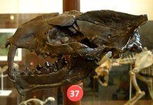 Machaeroides eothen.JPG