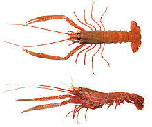 Metanephrops japonicus edit.jpg