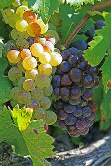 Muscat blanc et Muscat noir by JM Rosier.jpg