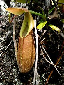 Nepenthes bongso 1.JPG