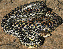 Pithuophis melanoleucus annectens - Chris Brown.jpg