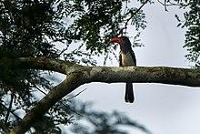 Red-billed Dwarf Hornbill - Ghana S4E3165 (16222579837).jpg
