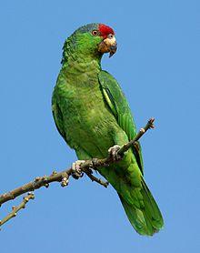 Red Crowned Amazon.jpg